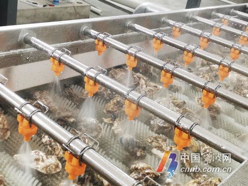 宁波人拥有专业生蚝清洗加工厂，消毒服务保障食品安全新标杆